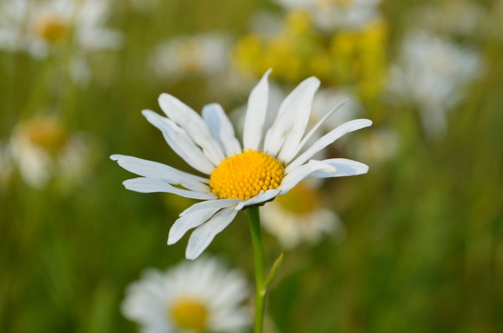 Photograph by Николай Дмитриев