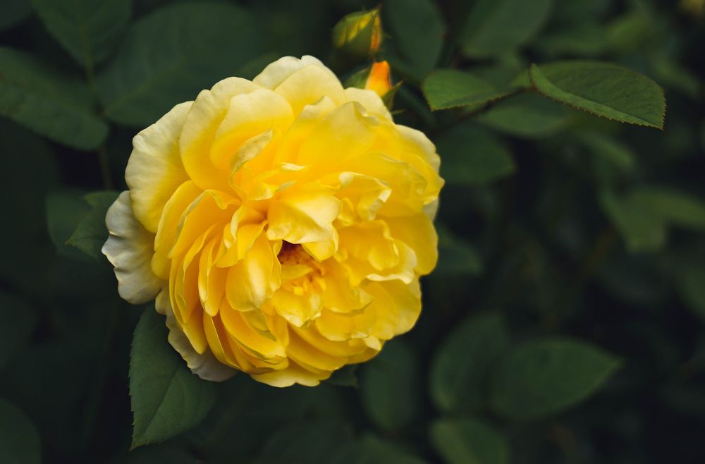 Photograph by Наталья Екимова