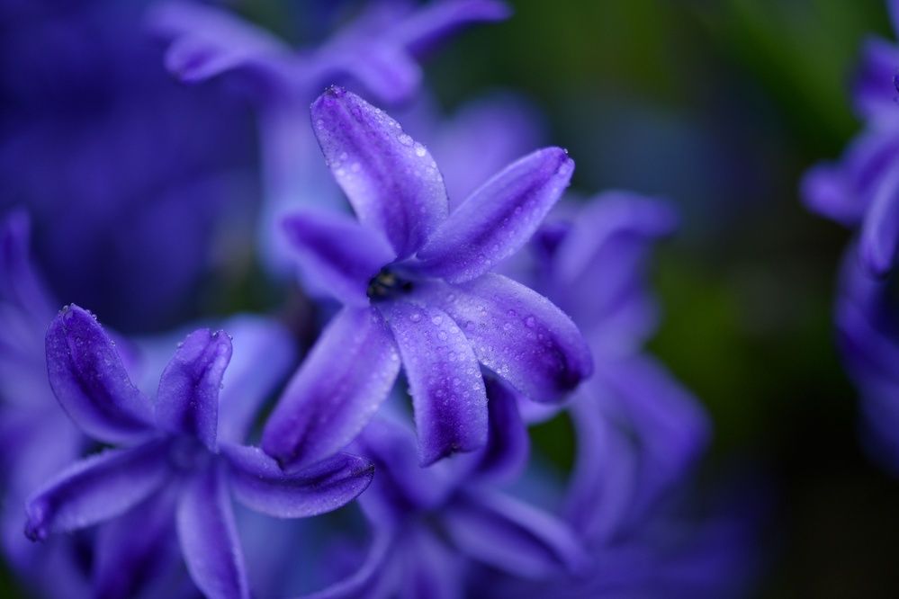 Photograph by Margareth Tikhonova