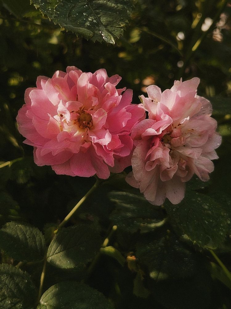 Photograph by Наталья Тополевская