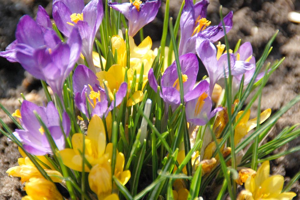 Однажды весной.