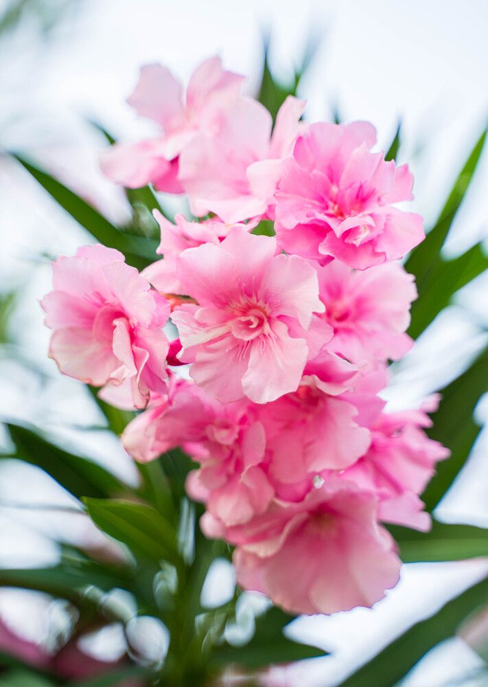 Фотография автора Василиса Новикова