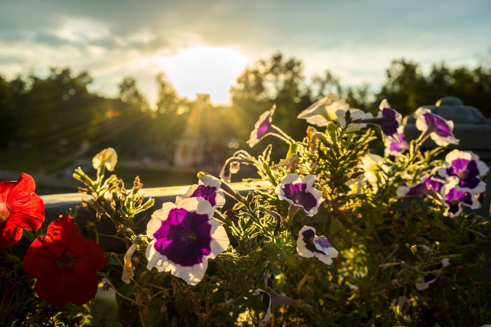Фотография автора Василиса Новикова