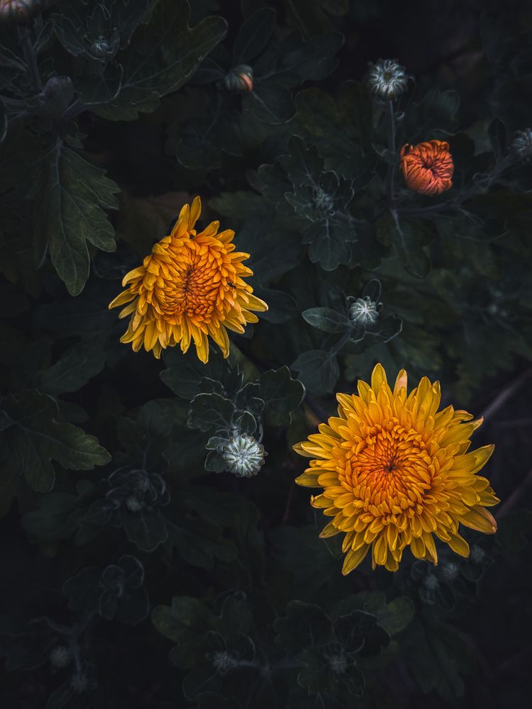 Photograph by Анна Пигулевская