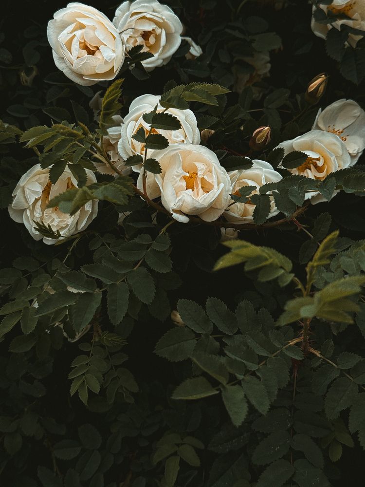 Photograph by Анна Пигулевская