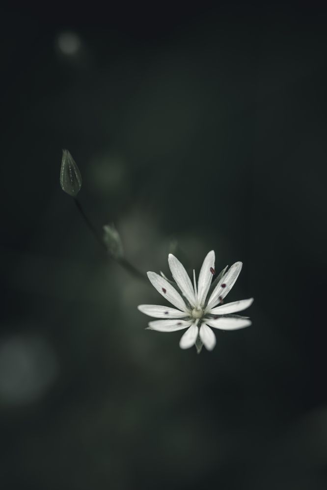 Photograph by Алексей Поликарпов