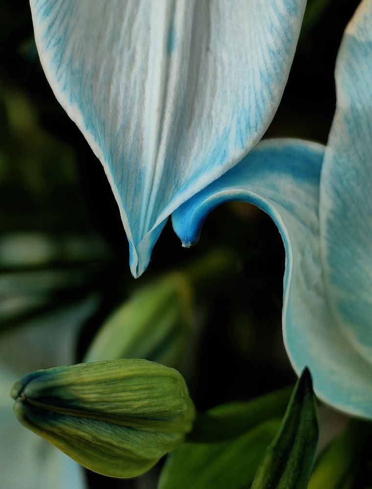 Photograph by Кристина Феминова