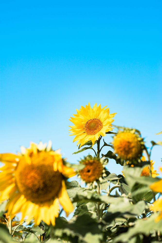 Photograph by answer