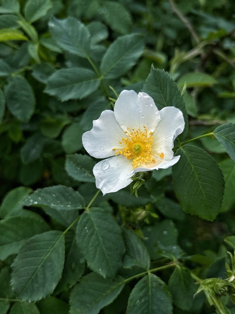 Photograph by Эльза Трисантович