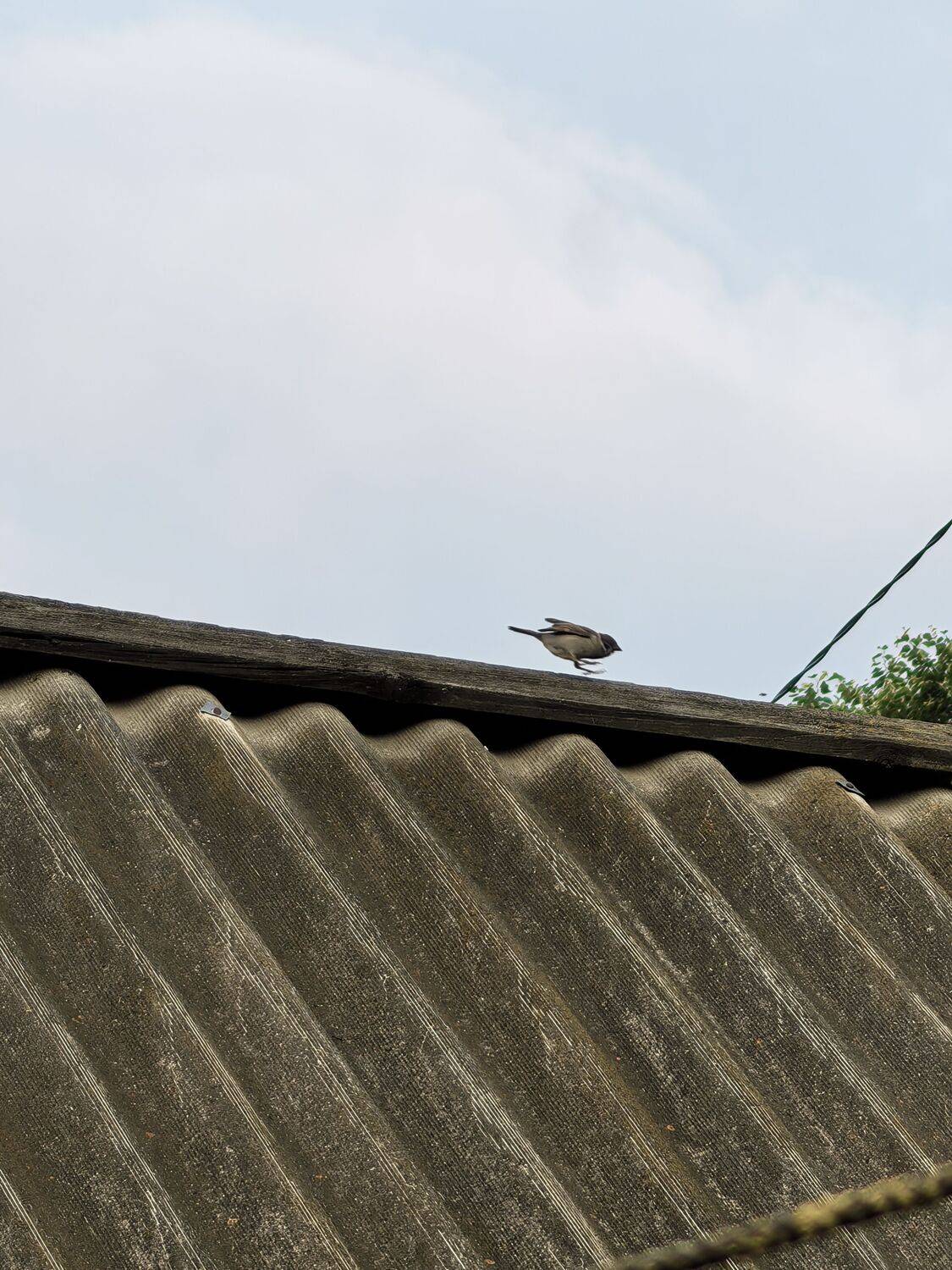 Photo #12481919