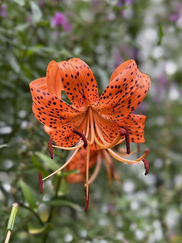 Photograph by Эльза Трисантович