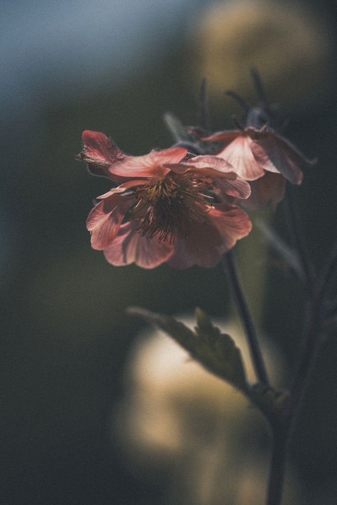 Photograph by Stefania Pelosi