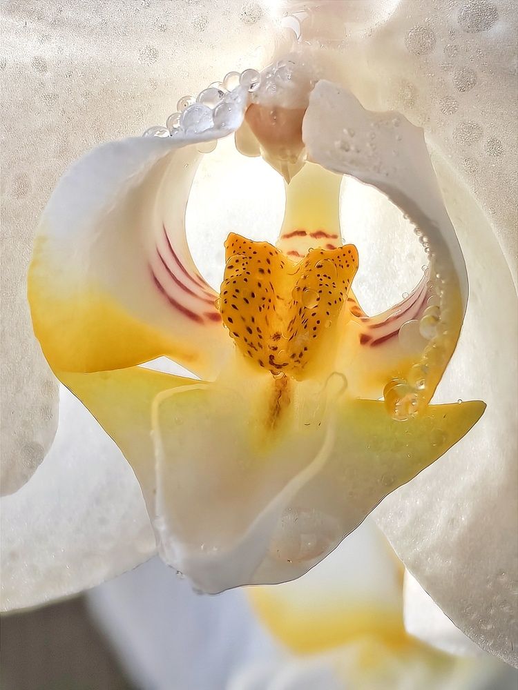 Фотография автора Оксана Шенина