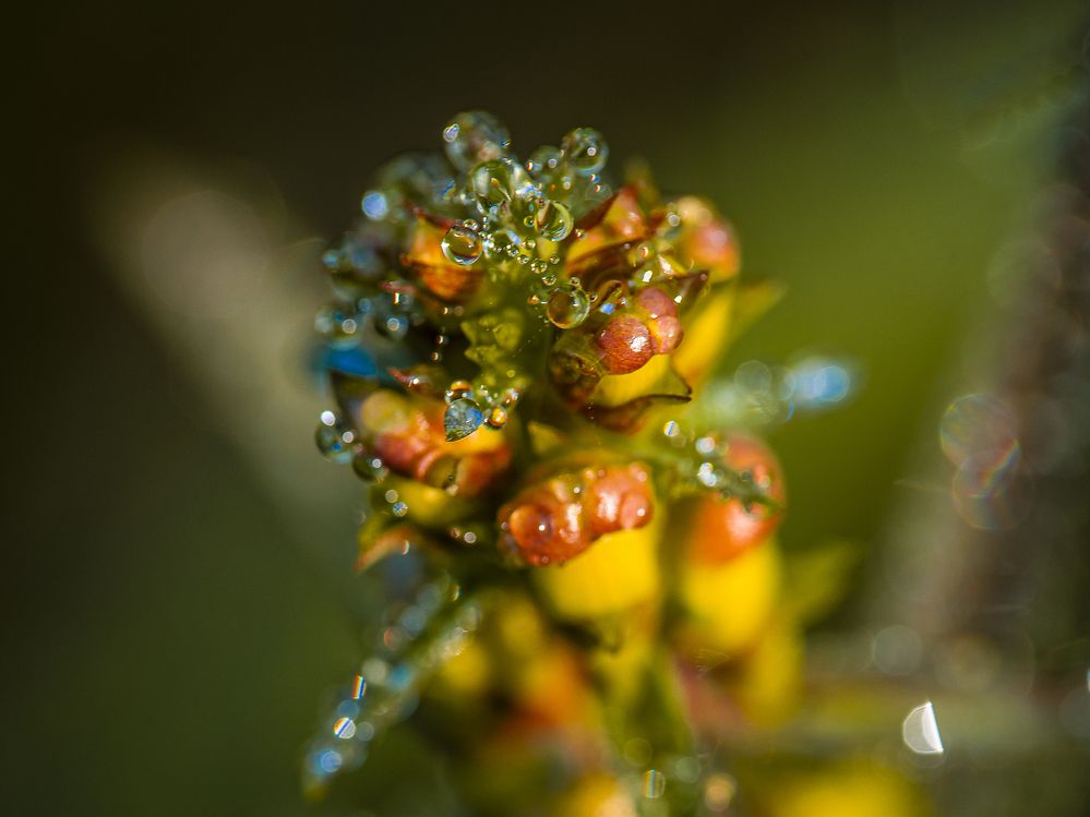 Photograph by Stefania Pelosi