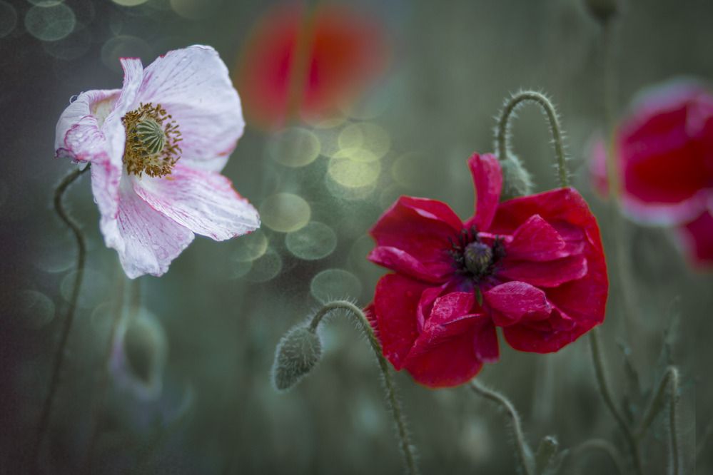 Photograph by Зимина Лионелла