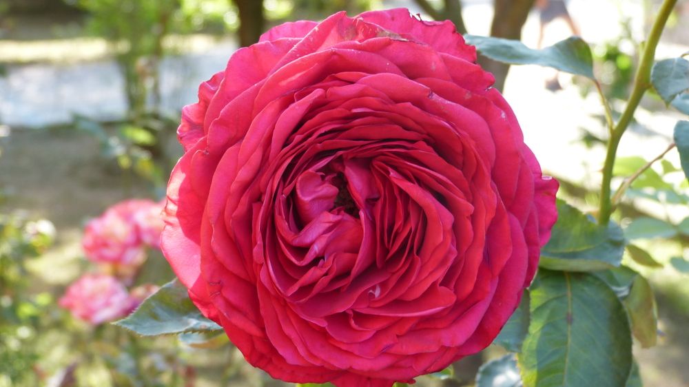 Photograph by Максим Владимирович