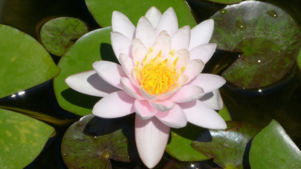 Photograph by Максим Владимирович