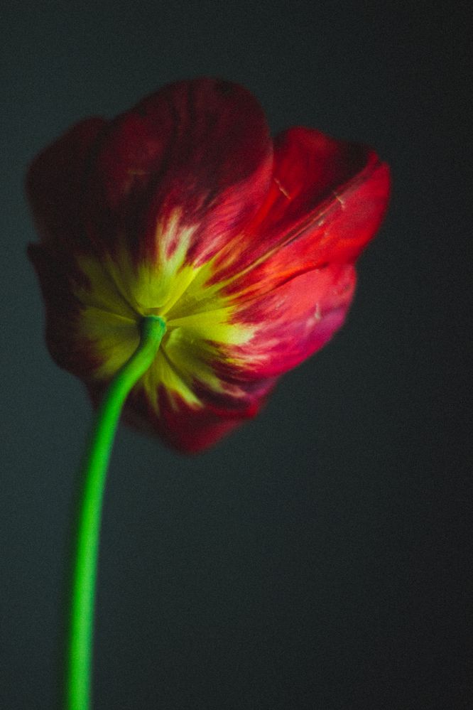 Photograph by Людмила Ящишина