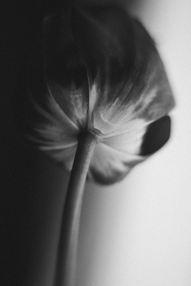 Photograph by Людмила Ящишина