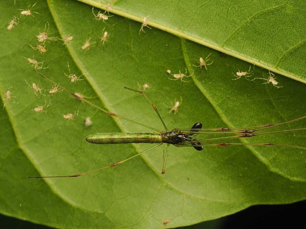 Guardian of the brood