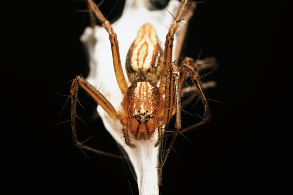 Lynx spider on guard