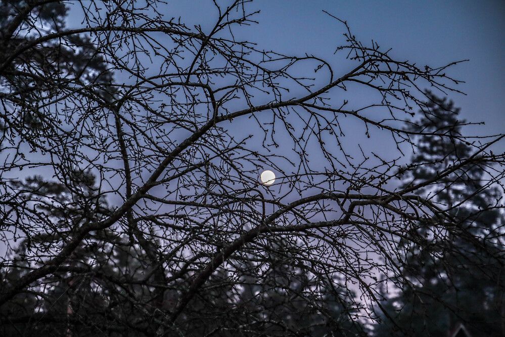 Photograph by Ирина Толстых