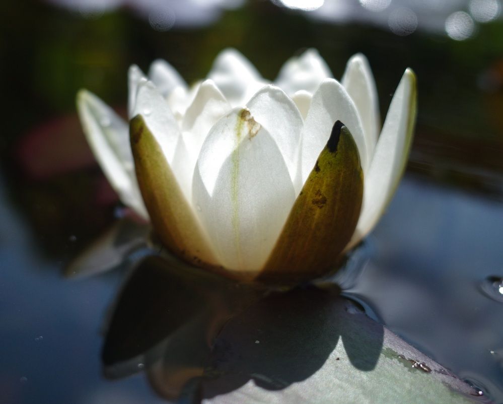 Photograph by Алла Никушкина