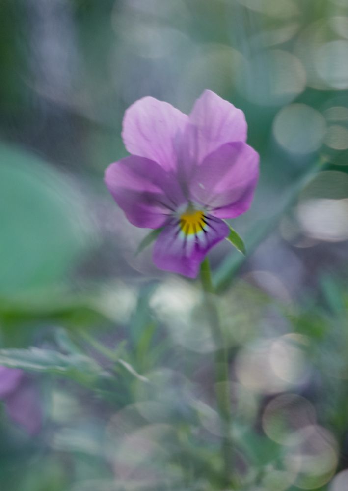 Photograph by Алла Никушкина