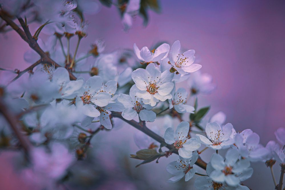 Photograph by Татьяна Бравая