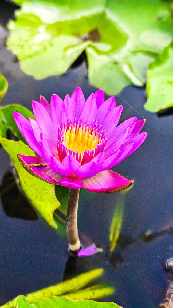 Photograph by Rashad Rafeudeen