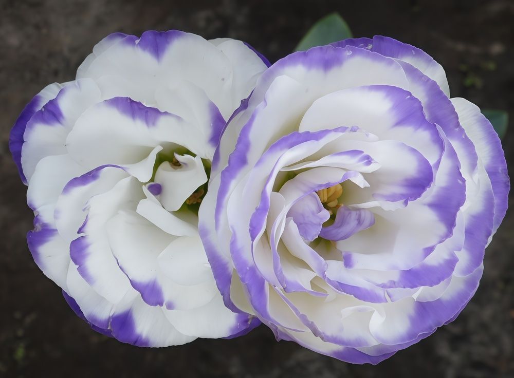 Photograph by Елена Сухорученкова