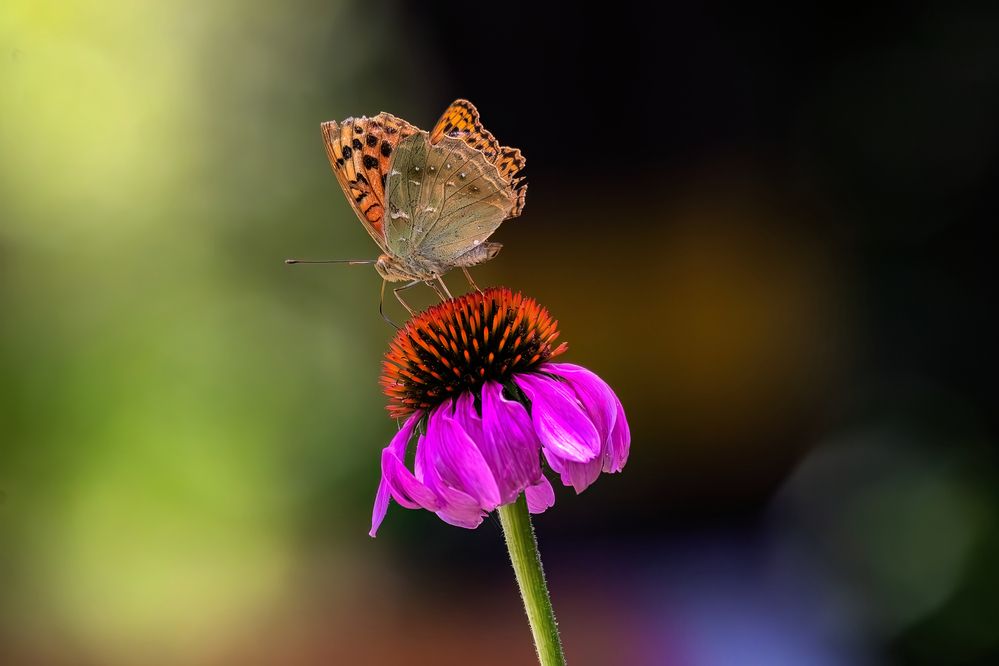Photograph by Mahdi Reihani Bozorg
