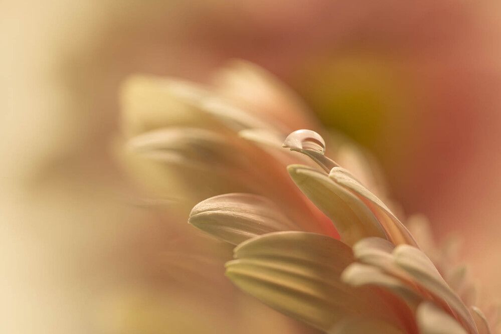 Photograph by Солодар Виктория