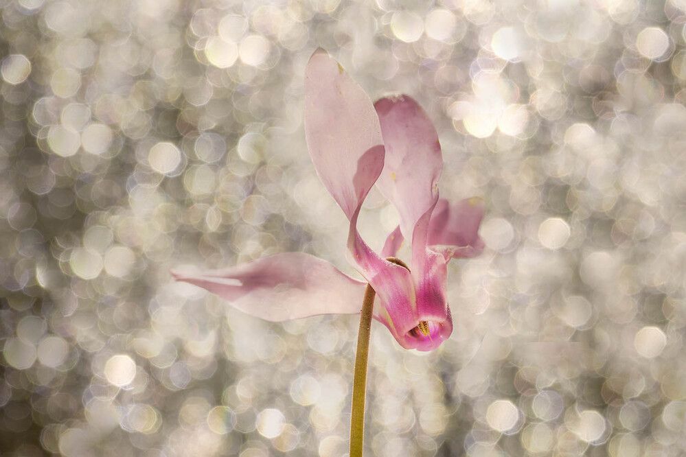 Photograph by Солодар Виктория