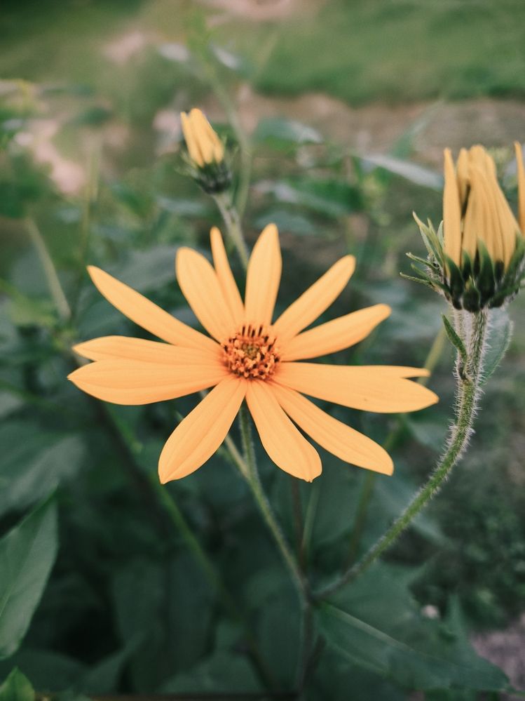 Фотография автора Татьяна Алексеева