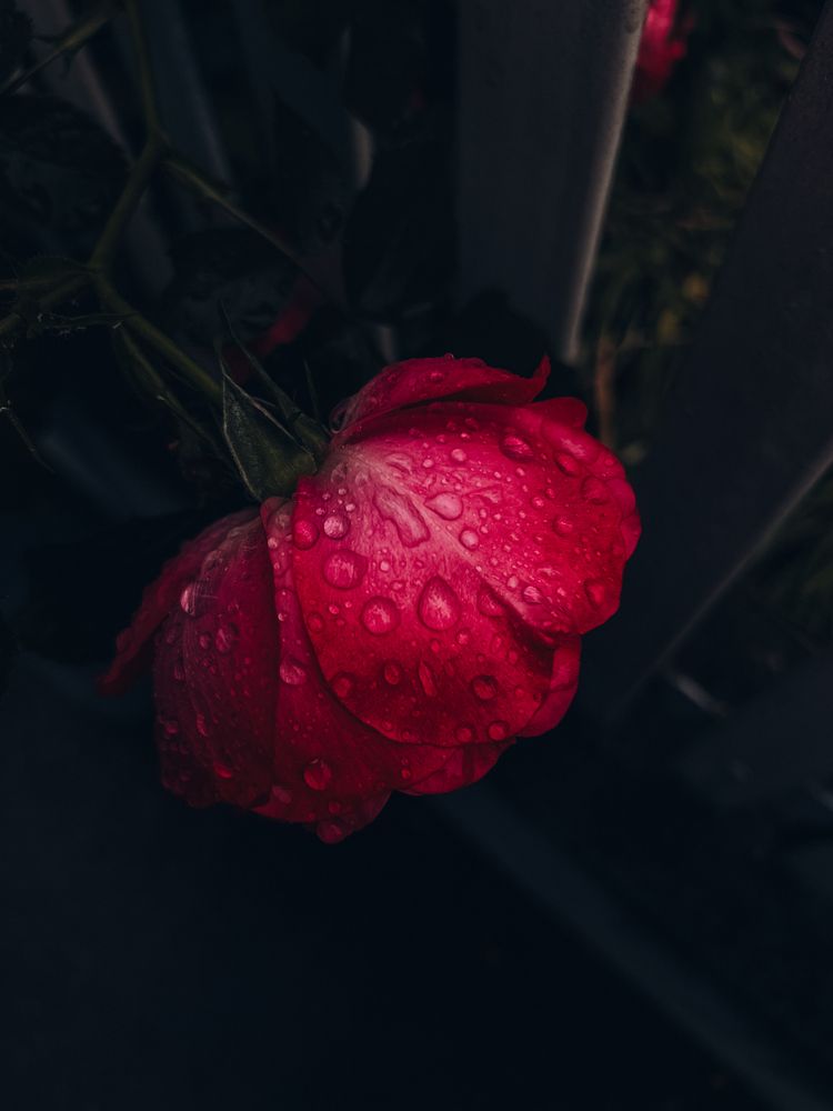 Photograph by Юстина Безух