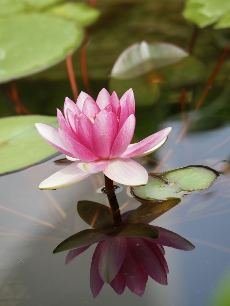 Photograph by Юлия Поршнева