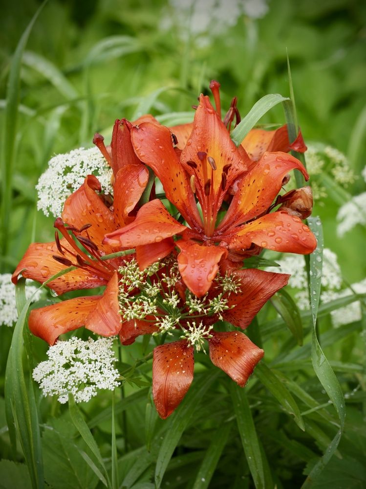 Photograph by Юлия Поршнева