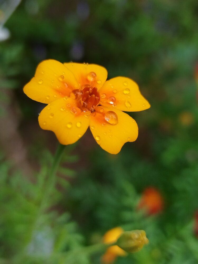 Photograph by Татьяна Солтан