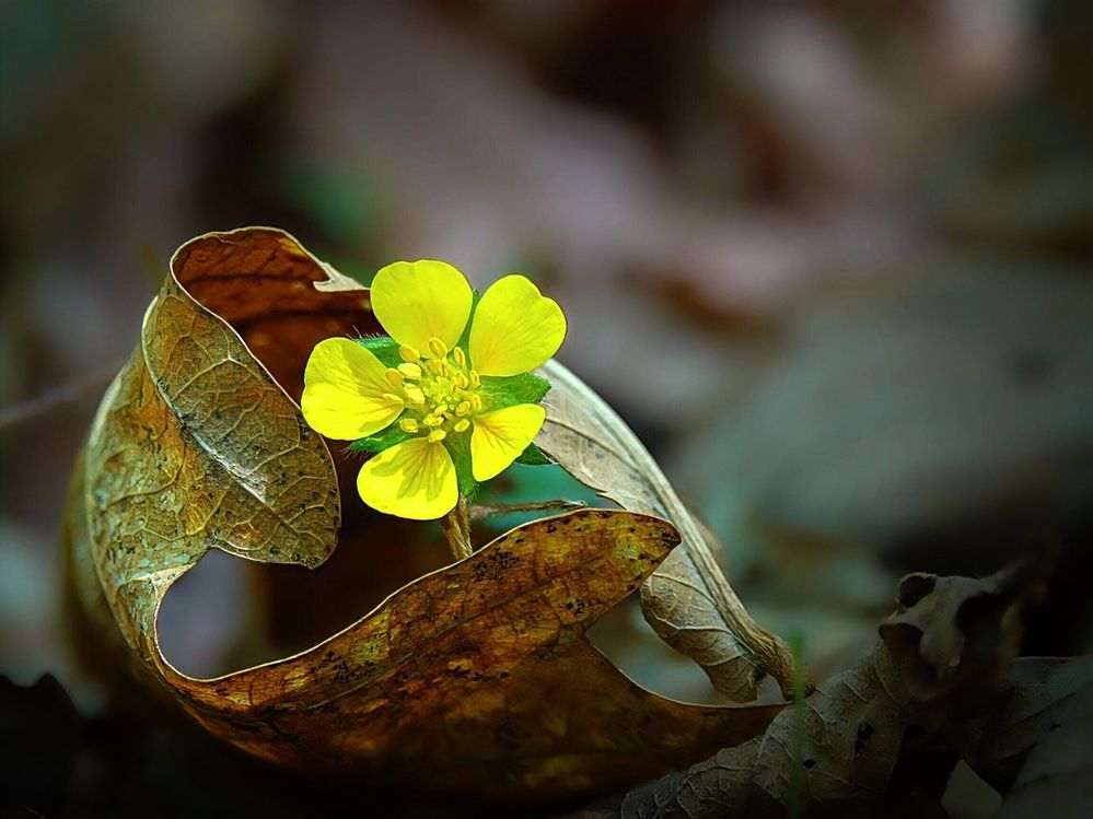 Лапчатка и осенний лист.