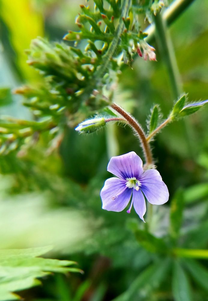 Photograph by Назмутдинова Сауия