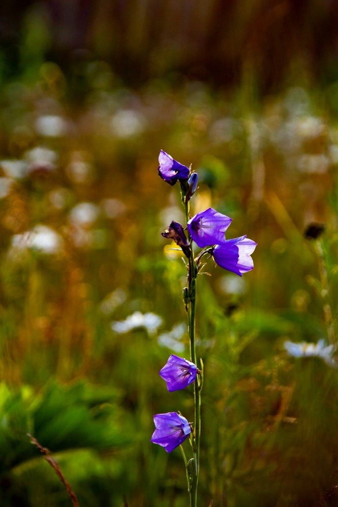 Photograph by Назмутдинова Сауия