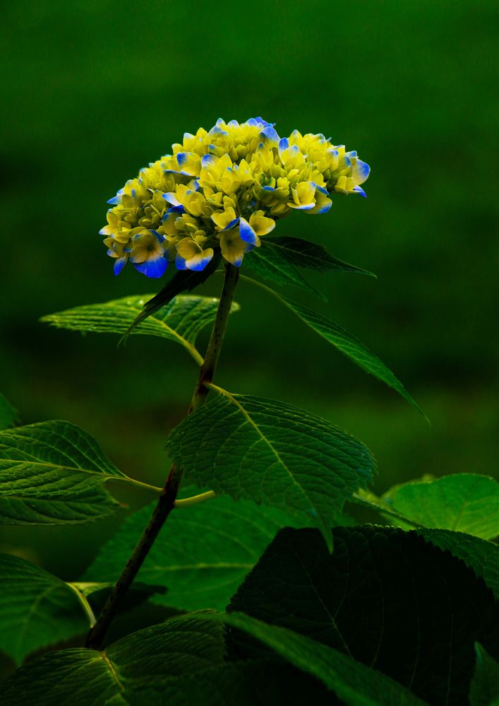 Фотография автора Mohana Murali Krishna Kavutharapu