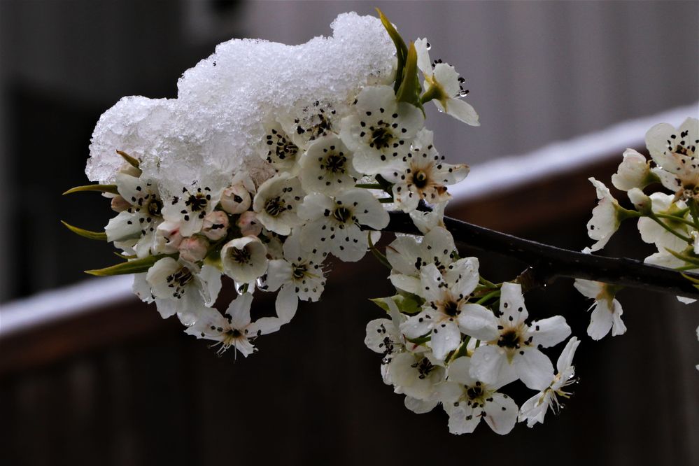 Фотография автора Mohana Murali Krishna Kavutharapu