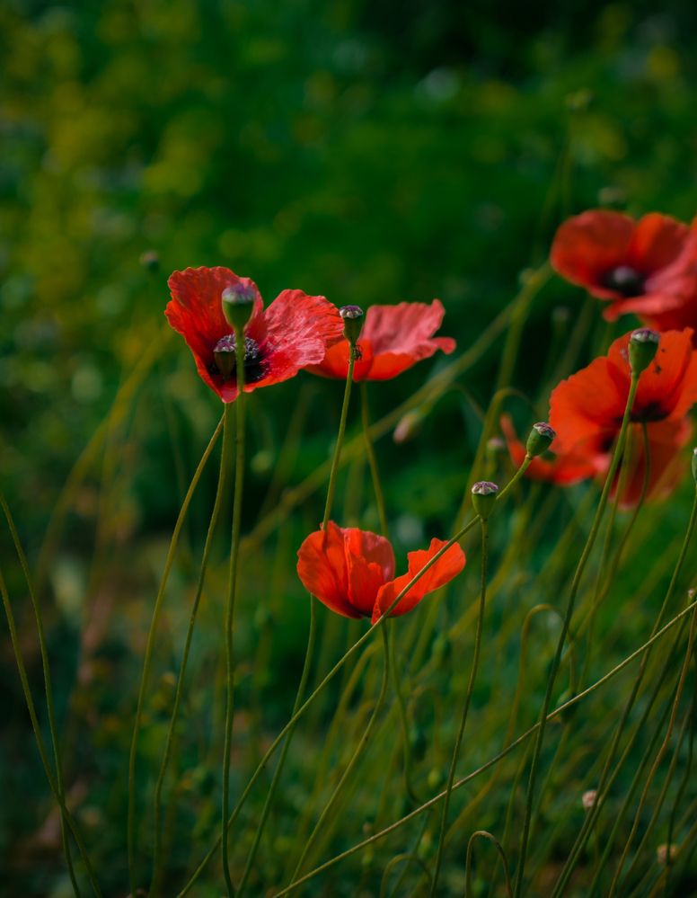 Photograph by zahra salardini