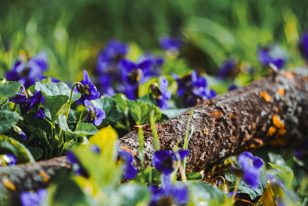 Фотография автора Анастасия Зайчуковская