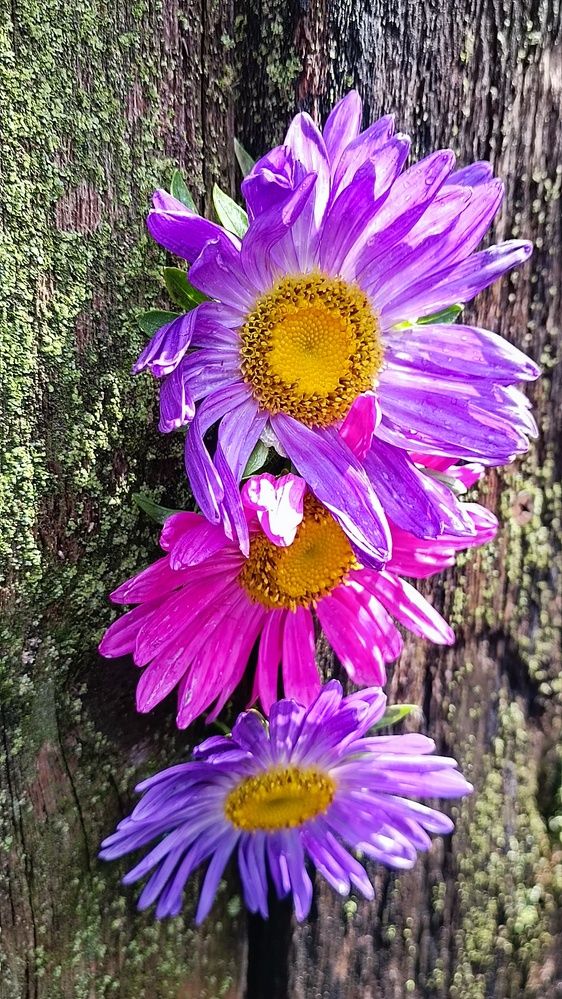 Photograph by Ирина Луговых