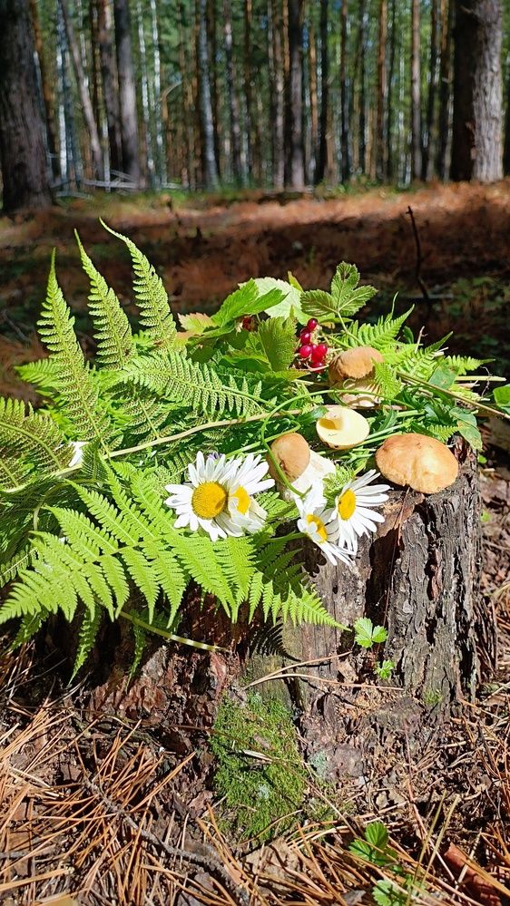 Photograph by Ирина Луговых