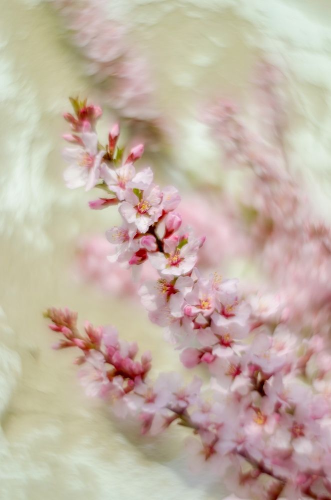 Вишня цветет