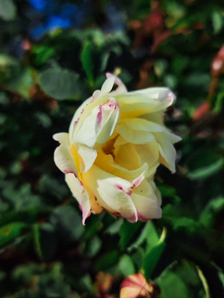 Фотография автора Алёна Подгорная